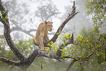 Biosphoto | 2622216 | African Lion (Panthera Leo) lonely female sitting on tree in pouring rain, Limpopo, South Africa | &copy; Marion Vollborn / BIA / Biosphoto