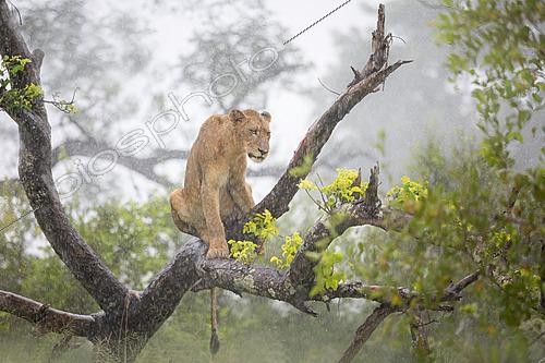 Biosphoto | 2622216 | African Lion (Panthera Leo) lonely female sitting on tree in pouring rain, Limpopo, South Africa | &copy; Marion Vollborn / BIA / Biosphoto