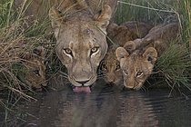Biosphoto | 2610944 | African Lion (Panthera leo) mother with cubs drinking at waterhole, Okavango Delta, Botswana | &copy; Marion Vollborn / imageBROKER / Biosphoto
