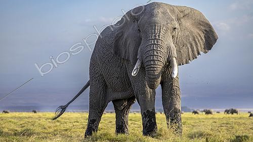 Biosphoto | 2615767 | African savanna elephant (Loxodonta africana), large male in the savanna, Amboseli, Kenya. | &copy; Christophe Ravier / Biosphoto