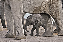Biosphoto | 2622912 | African savanna elephant (Loxodonta africana) calf, Etosha National Park, Namibia. | &copy; Michel Bureau / Biosphoto