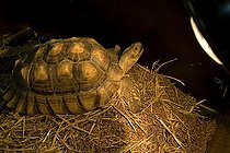 Biosphoto | 654008 | African spurred tortoises bred in container Paris   | &copy; Michel Gunther / Biosphoto