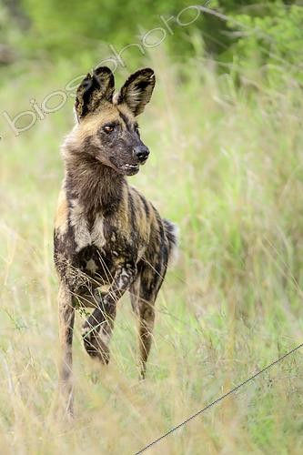 Biosphoto | 2619257 | African wild dog (Lycaon pictus) in the savannah, Kruger National Park, South Africa | &copy; Clément Fontaine / Biosphoto