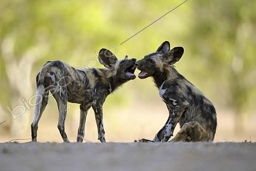 Biosphoto | 2394839 | African wild dog (Lycaon pictus) young playing while the rest of the group is taking a nap, Mana Pools, Zimbabwe | &copy; Didier Couvert & Muriel Moreau / Biosphoto