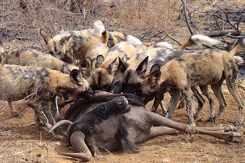 Biosphoto | 174690 | African wild dogs eating a Gnu South Africa | &copy; Franck Fouquet / Biosphoto