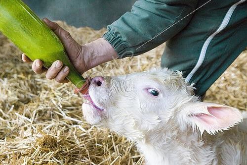 Biosphoto | 2581586 | After a Charolais cow has calved, the farmer milks her and feeds her colostrum to the calf in a bottle to ensure its first drink and give it strength. France | &copy; Claudius Thiriet / Biosphoto