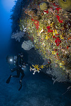 Biosphoto | 2609386 | After several months' break from deep diving following cyclone Chido, back in the mesophotic zone at a depth of 75 metres, at the foot of the second drop-off in September 2025, Mayotte | &copy; Gabriel Barathieu / Biosphoto