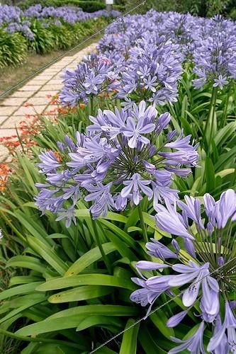 Biosphoto | 171539 | Agapanthes en bordure à l'Ile de Bréhat | &copy; Hervé Lenain / Biosphoto