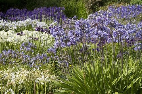 Biosphoto | 2076635 | Agapanthus in bloom in a garden - Île-de-Bréhat - France | &copy; Frédéric Tournay / Biosphoto