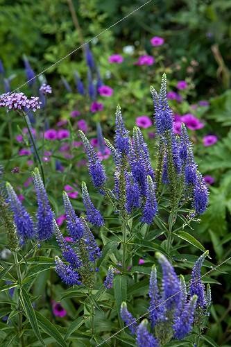 Biosphoto | 891732 | Agastaches 'Blue Fortune' au Jardin des Paradis France | &copy; Philippe Giraud / Biosphoto