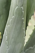 Biosphoto | 478937 | Agave (Agave sp.), jardin exotique de Roscoff, Bretagne, France. Les jeunes feuilles portent les empreintes des épines des feuilles plus anciennes, exemple de dispositif automimétique d'anti-herbivorie. | &copy; Hervé Lenain / Biosphoto