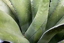Biosphoto | 179982 | Agave d'Amérique (Agave americana), Canaries. Les jeunes feuilles portent les empreintes des épines des feuilles plus anciennes, exemple de dispositif automimétique d'anti-herbivorie. | &copy; Michel Gunther / Biosphoto