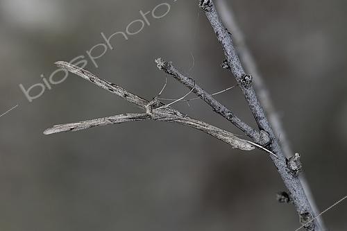 Biosphoto | 2544466 | Agdistis tamaricis (Pterophoridae) Imago parfaitement mimétique au repos sur une branche de tamaris, Plérin, Brittany, France | &copy; Dominique Halleux / Biosphoto