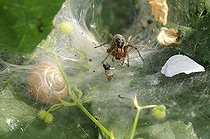 Biosphoto | 1252536 | Agélène à labyrinthe sur sa toile France | &copy; Thierry Van Baelinghem / Biosphoto