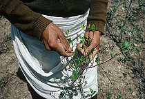 Biosphoto | 1251034 | Agriculteur récoltant des feuilles de Coca en Bolivie  | &copy; Jeffrey Rotman / Biosphoto