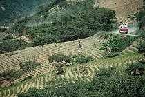 Biosphoto | 1251035 | Agriculteurs dans les champs de Coca à Yungas en Bolivie | &copy; Jeffrey Rotman / Biosphoto