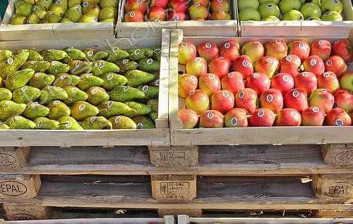 Biosphoto | 2575180 | Agricultural show stall, arboriculturist exhibiting his fruit Pommes et Poires Sarthoises from Leroy Oize, Sarthe, France | &copy; Michel Gile / Biosphoto
