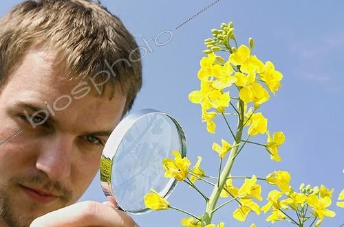 Biosphoto | 154451 | Agricultural technician looking at the flowers of turnip | &copy; Claudius Thiriet / Biosphoto
