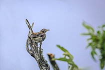 Biosphoto | 2609284 | Agrobate à dos roux (Cercotrichas leucophrys) sur une branche après un bain avec les plumes mouillées dans le parc national du Grand Kruger, Afrique du Sud. | &copy; Patrice Correia / Biosphoto
