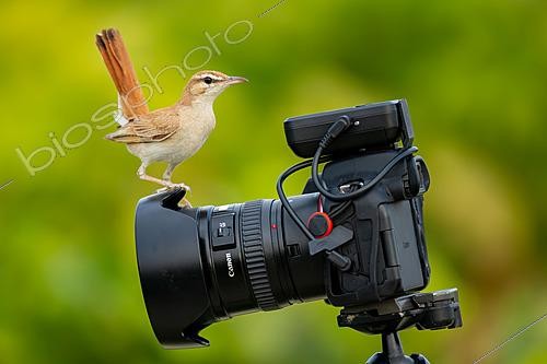 Biosphoto | 2628688 | Agrobate roux (Cercotrichas galactotes) sur un appareil photo Canon R7 dans un vignoble. Trebujena, province de Cádiz, Andalousie, Espagne. | &copy; Pablo Barrena / Biosphoto