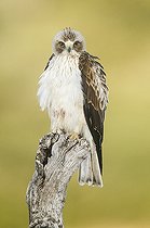 Biosphoto | 2088712 | Aigle botté (Hieraaetus pennatus) sur une branche, Espagne | &copy; Mario Cea Sanchez / Biosphoto