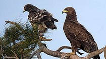 Biosphoto | 2303619 | Aigle criard (Aquila clanga) adulte et juvénile posés dans un arbre, hivernant, Grèce | &copy; Pierre Huguet-Dubief / Biosphoto