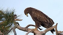 Biosphoto | 2303618 | Aigle criard (Aquila clanga) adulte posé dans un arbre, hivernant, Grèce | &copy; Pierre Huguet-Dubief / Biosphoto