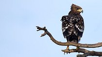 Biosphoto | 2303620 | Aigle criard (Aquila clanga) juvénile posé dans un arbre, hivernant, Grèce | &copy; Pierre Huguet-Dubief / Biosphoto