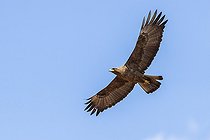 Biosphoto | 2441598 | Aigle de Wahlberg (Hieraaetus wahlbergi), forme sombre, en vol vu de dessous, Mpumalanga, Afrique du Sud | &copy; Saverio Gatto / Biosphoto