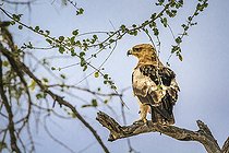 Biosphoto | 2419384 | Aigle de Wahlberg (Hieraaetus wahlbergi) sur une branche, Kruger, Afrique du Sud | &copy; Patrice Correia / Biosphoto