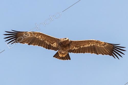 Biosphoto | 2551398 | Aigle des steppes (Aquila nipalensis) immature en vol, Mongolie | &copy; Bastien Chaix / Biosphoto