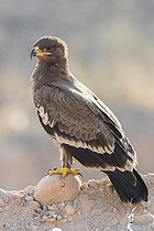 Biosphoto | 2430021 | Aigle des steppes (Aquila nipalensis orientalis) juvénile au sol, Dhofar Oman | &copy; Saverio Gatto / Biosphoto