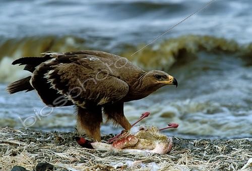 Biosphoto | 3120 | Aigle des steppes mangeant flamant nain Kenya ; Lac de Bogaria | &copy; Jean-Michel Labat / Biosphoto