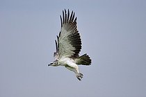 Biosphoto | 1250718 | Aigle martial en vol Masaï Mara Kenya | &copy; Claude Balcaen / Biosphoto