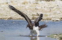 Biosphoto | 2059095 | Aigle martial (Polemaetus bellicosus) - ayant repéré une proie potentielle à un point d'eau. Parc National d'Etosha, Namibie. | &copy; Thomas Dressler / Biosphoto