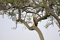 Biosphoto | 1250717 | Aigle martial sur une branche Masaï Mara Kenya | &copy; Claude Balcaen / Biosphoto
