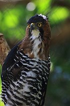 Biosphoto | 2395134 | Aigle orné (Spizaetus ornatus), Costa Rica | &copy; Jean-François Noblet / Biosphoto