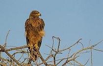 Biosphoto | 2059096 | Aigle ravisseur (Aquila rapax) - Perché en début de matinée. Parc National d'Etosha, Namibie. | &copy; Thomas Dressler / Biosphoto