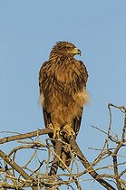 Biosphoto | 2059097 | Aigle ravisseur (Aquila rapax) - Perché en début de matinée. Parc National d'Etosha, Namibie. | &copy; Thomas Dressler / Biosphoto