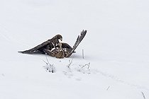 Biosphoto | 2579368 | Aigle royal (Aquila chrysaetos), deux mâles en combat dans la neige, Alpes, Italie | &copy; Olivier Born / Biosphoto