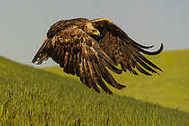 Biosphoto | 2609062 | Aigle royal (Aquila chrysaetos) en vol, Pyrénées, Espagne | &copy; Guy Van Langenhove / Biosphoto