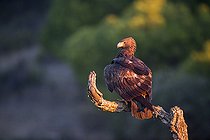 Biosphoto | 2396132 | Aigle royal (Aquila chrysaetos) sur une branche, Cordoue, Espagne | &copy; Óscar Díez Martínez / Biosphoto