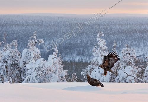 Biosphoto | 2418560 | Aigles royaux (Aquila chrysaetos) en vol et dans la neige, Kuusamo, Finlande | &copy; Markus Varesvuo / Biosphoto