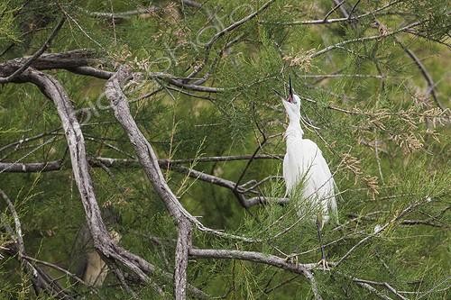 Biosphoto | 2059897 | Aigrette garzette (Egretta garzetta) in a tree. Camargue, France | &copy; Alain Roux / Biosphoto