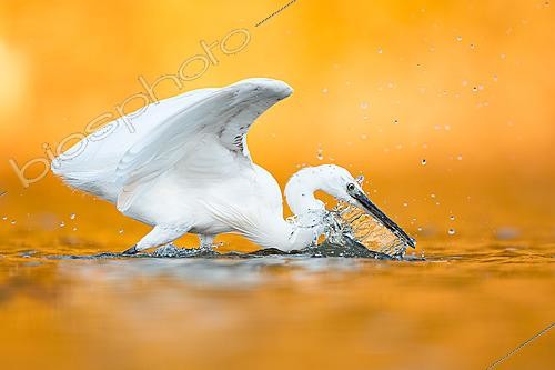 Biosphoto | 2627955 | Aigrette garzette (Egretta garzetta) plongeant son bec dans l'eau en pêchant, projetant des gouttelettes sous une lumière dorée et chaude, Mérida, Cadix, Espagne. | &copy; Pablo Barrena / Biosphoto