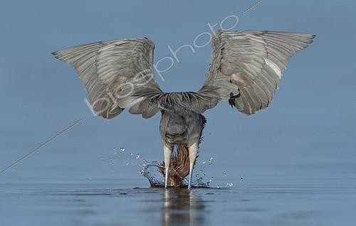 Biosphoto | 2408650 | Aigrette roussâtre (Egretta rufescens) pêchant, Texas, USA | &copy; Alan Murphy / BIA / Biosphoto