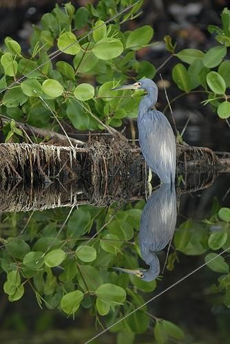 Biosphoto | 548006 | Aigrette tricolore et son reflet dans l'eau Guyane Française | &copy; Robin Monchâtre / Biosphoto