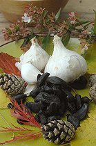 Biosphoto | 2547053 | Ail cultivé (Allium sativum) gousse d'Ail blanc et Ail noir, bienfaits pour la santé | &copy; Catherine Fruhinsholz / Biosphoto