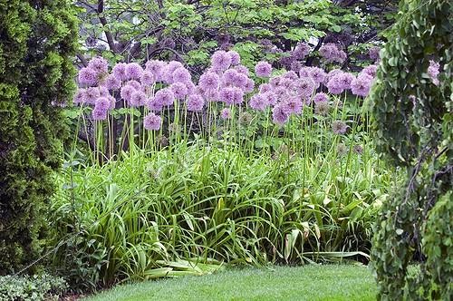 Biosphoto | 444290 | Ail décoratif | &copy; DIGIT images / Biosphoto