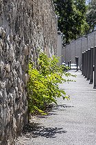 Biosphoto | 2566342 | Ailante glanduleux (Ailanthus altissima) rejetant à travers un mur sur un trottoir, Marseille, Bouches-du-Rhône, France | &copy; Marie Aymerez / Biosphoto